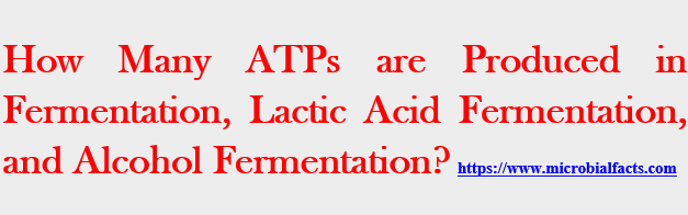 How Many ATPs are Produced in Fermentation, Lactic Acid Fermentation, and Alcohol Fermentation Process