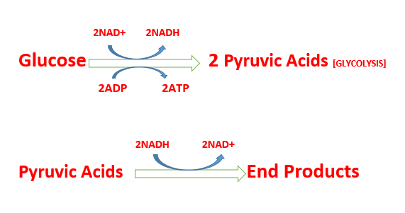 alcohol fermentation and lactic acid fermentation