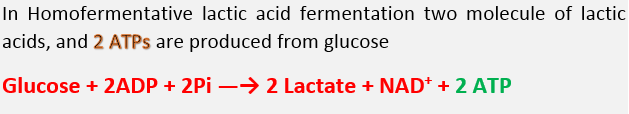 How Many ATPs are Produced in Fermentation, Lactic Acid Fermentation, and Alcohol Fermentation technology