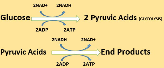 what-are-the-end-products-of-fermentation-microbial-facts